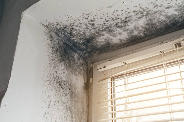 Affordable Black Mold Remediation solutions in Dallas, NC