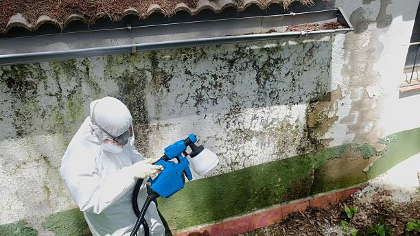 Top rated local Black Mold Remediation specialists in Dallas, NC